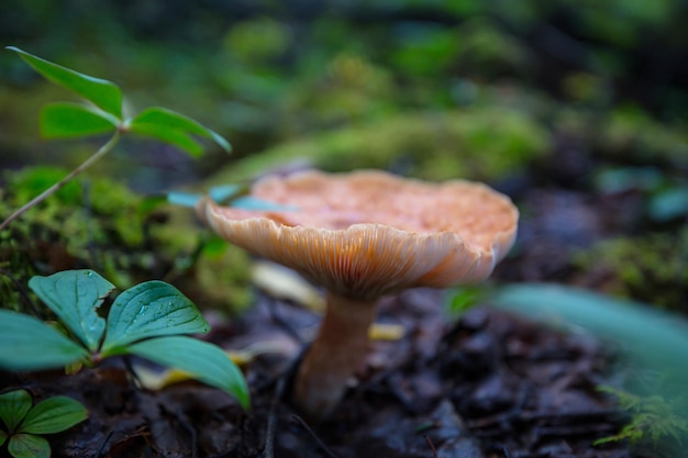 Hongo en el bosque