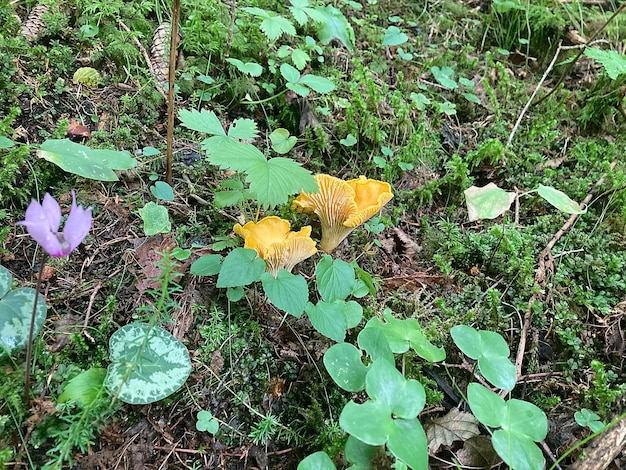 Foto hongo chanterelle aurantiacum en el bosque