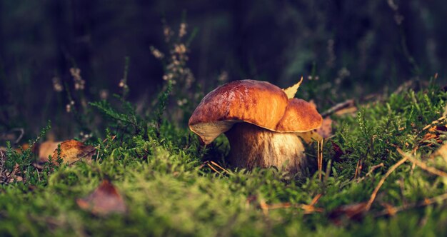 Hongo comestible blanco después de la lluvia en un claro del bosque en otoño