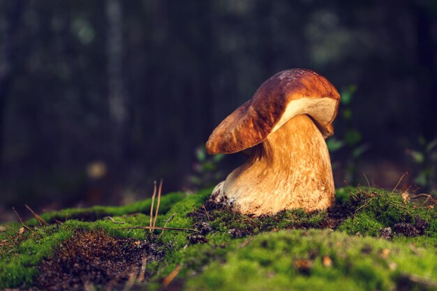 Hongo comestible blanco después de la lluvia en un claro del bosque en otoño