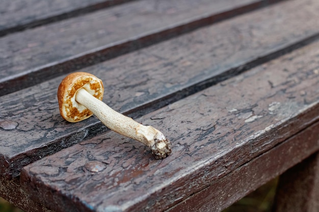 El hongo comestible se encuentra en una mesa de madera