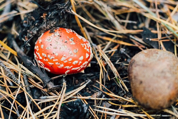 Hongo comestible Imleria badia y hongo venenoso Amanita fly agárico.