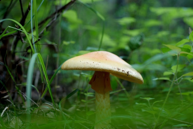 Hongo comestible en medio del bosque