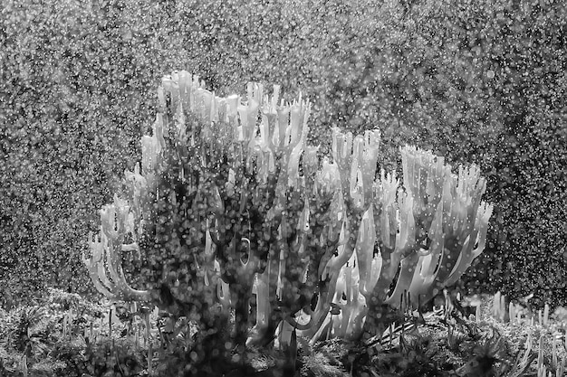 hongo de coral / hongo macro hermosa naturaleza foto bosque