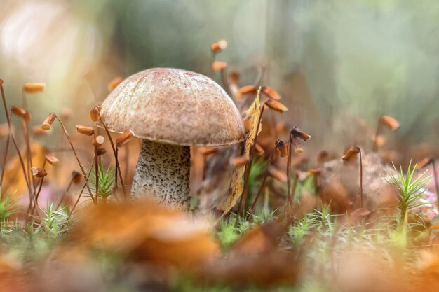 El hongo crece en el bosque entre hojas caídas y musgo