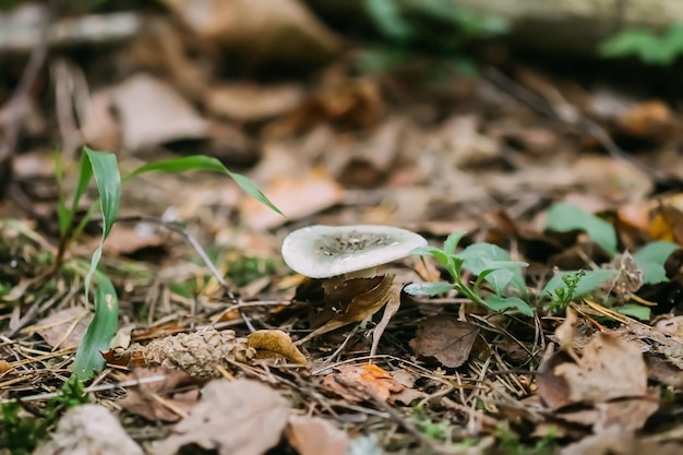 El hongo crece en el bosque de otoño.