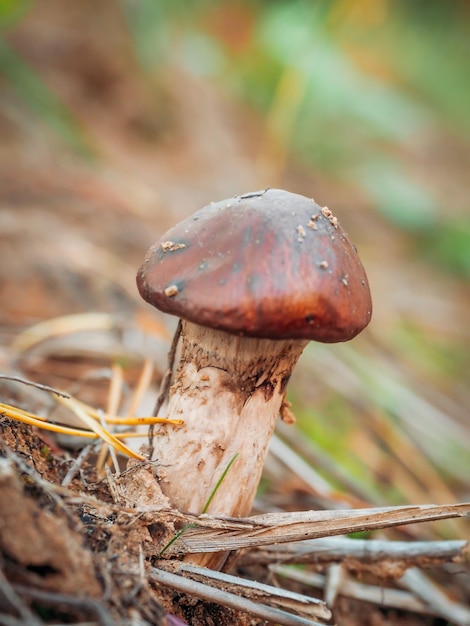 Hongo engrasador que crece en musgo en el bosque hermosa temporada de otoño hongo mantecoso comestible