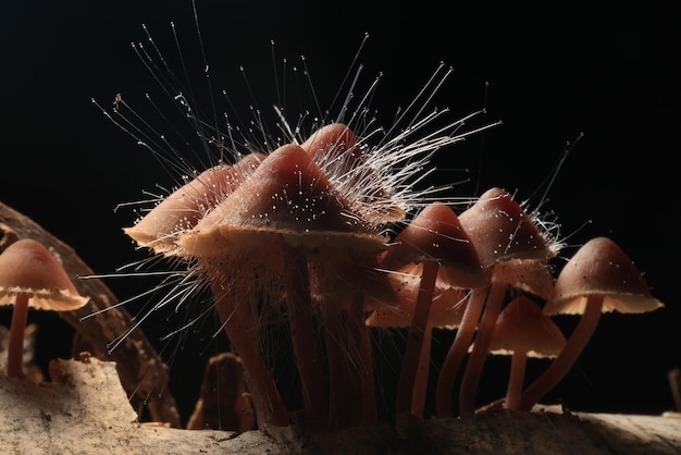 el hongo es un parásito del hongo Spinellus fusiger