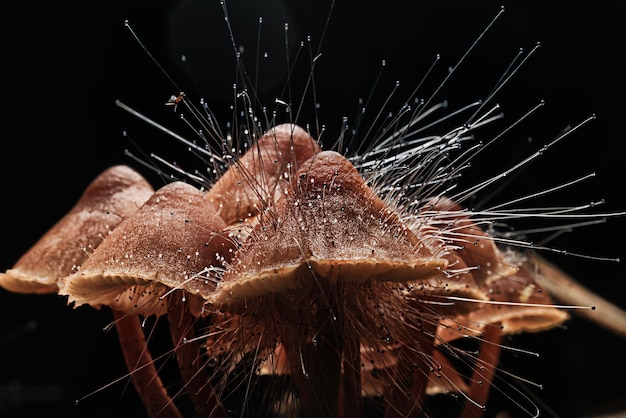 el hongo es un parásito del hongo Spinellus fusiger