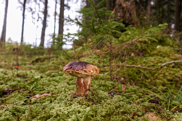 Un hongo está en el bosque con la palabra hongo.