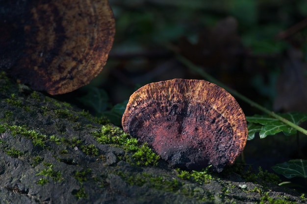 Foto el hongo fomitopsis pinicola crece en un árbol muerto