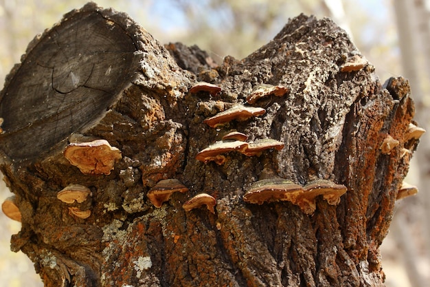 Hongo grande en el árbol