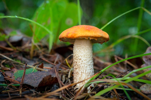 Hongo Leccinum Aurantiacum OrangeCap Boletus Leccinum aurantiacum creciendo en el bosque