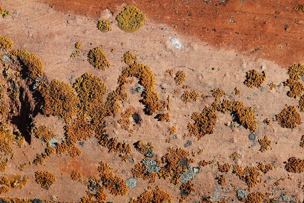 Hongo y liquen anaranjado en un azulejo