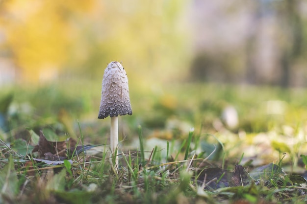 Hongo macrolepiota procera