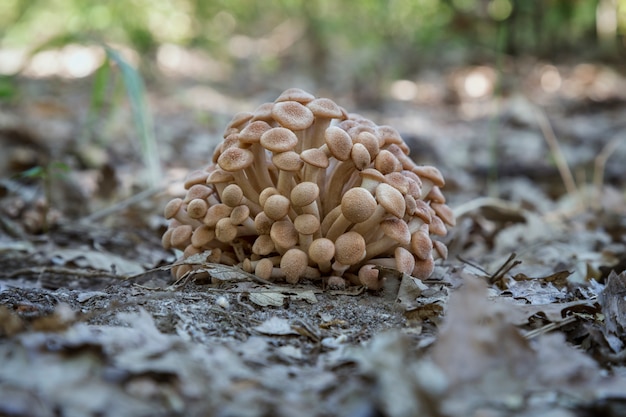 Hongo de miel sin anillo (Armillaria tabescens) en el bosque de otoño