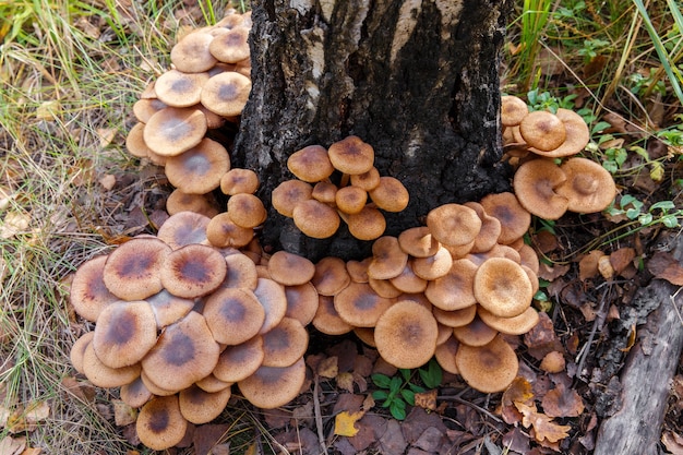 Hongo de miel (Armillaria mellea) seta en un bosque