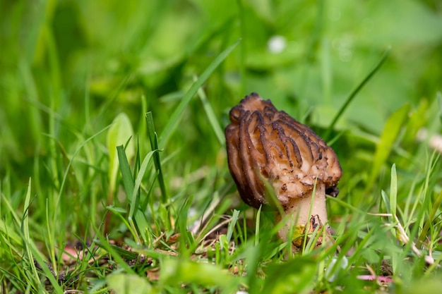 Hongo morel en un soleado día de primavera fotografía macro Hongo morchella comestible con gorra marrón