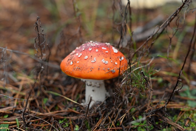 Hongo mosca Amanita muscaria