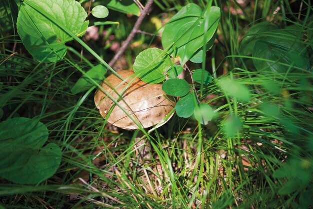 Hongo en la naturaleza