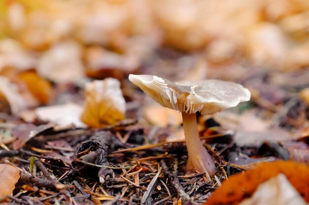 Hongo no comestible en un bosque