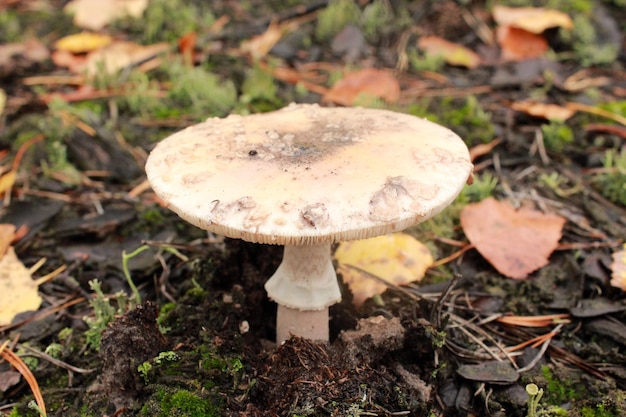 Hongo no comestible de toadstool en el bosque