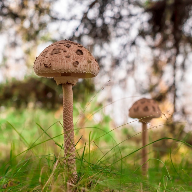 El hongo paraguas joven crece en el bosque Macrolepiota procera