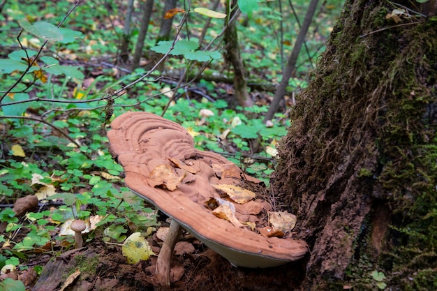 Foto un hongo parásito en el tronco de un árbol muerto polyporus