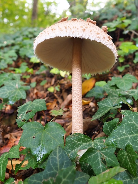 Foto el hongo parasol macrolepiota procera es una especie de champiñón de la familia de los champiñones los cuerpos frutales tienen forma de casquete saprotroph central crece en suelos arenosos en bosques claros en claros y bordes