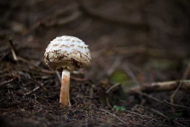 El hongo del parasol (Macrolepiota procera) en la madera