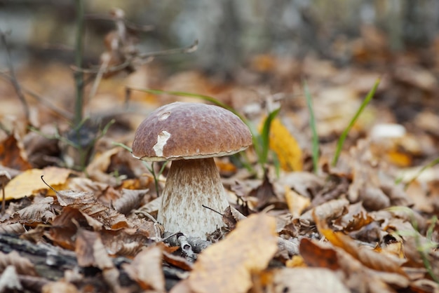 Hongo porcini que crece en el bosque de otoño Boletus cep comestible en hojas amarillas y marrones a finales de otoño