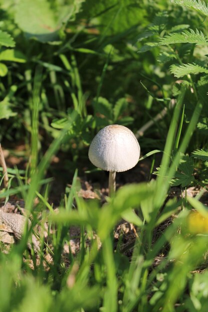 Foto un hongo que crece en la hierba