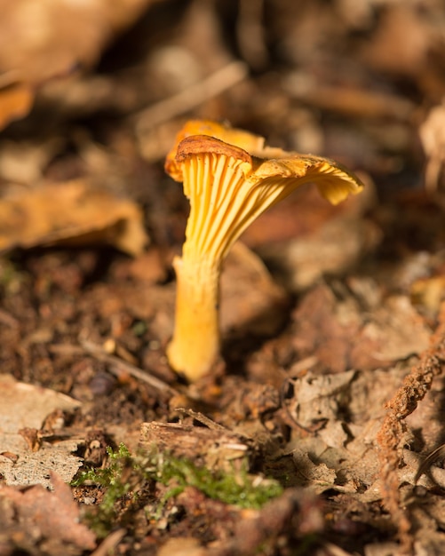 Hongo rebozuelo en el bosque