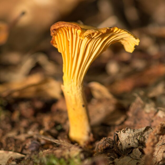 Hongo rebozuelo en el bosque