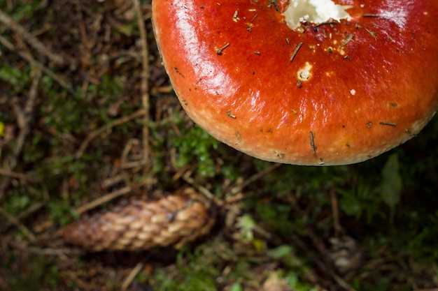 hongo rojo en el bosque con primer plano