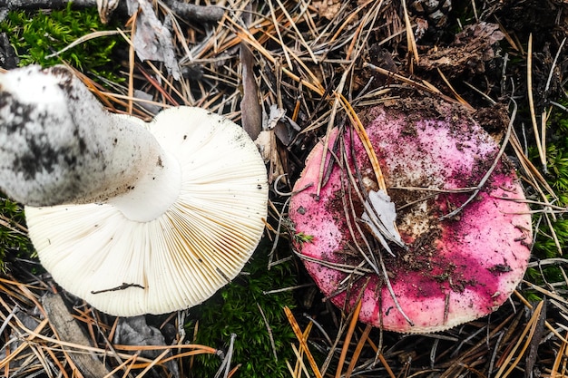 Hongo Russula himenóforo lamelar en el primer plano del bosque