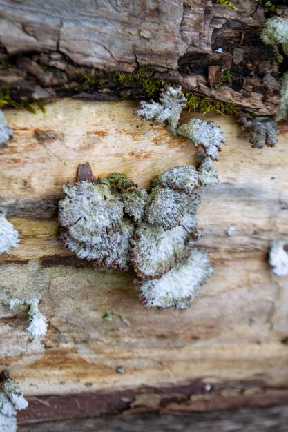 Foto un hongo se sienta en un tronco en el bosque