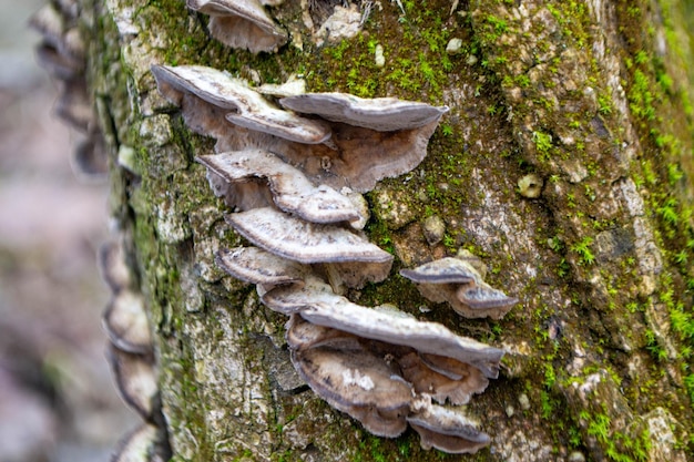 Foto un hongo se sienta en un tronco en el bosque