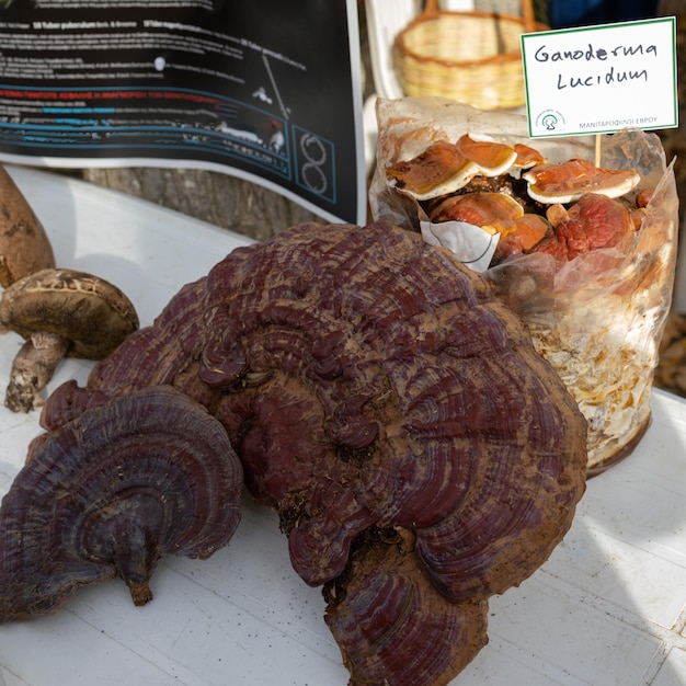 Hongo silvestre Ganoderma lucidum medicinas asiáticas tradicionales