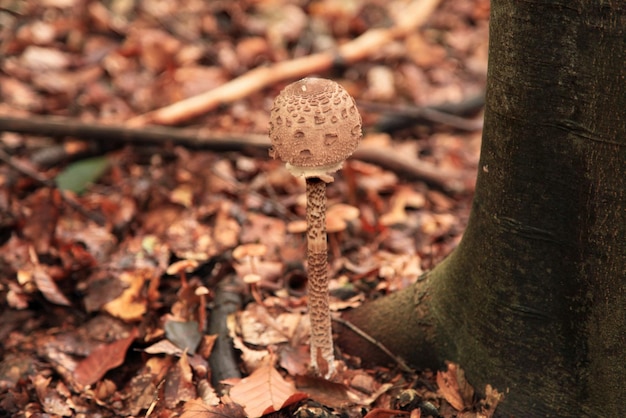 Hongo sombrilla Macrolepiota procera