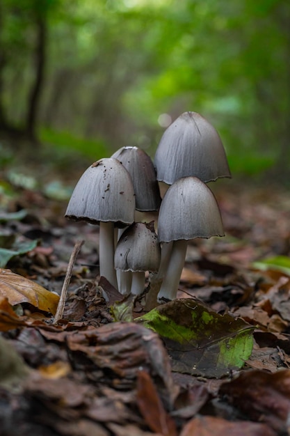 Un hongo en el suelo que crece en la naturaleza