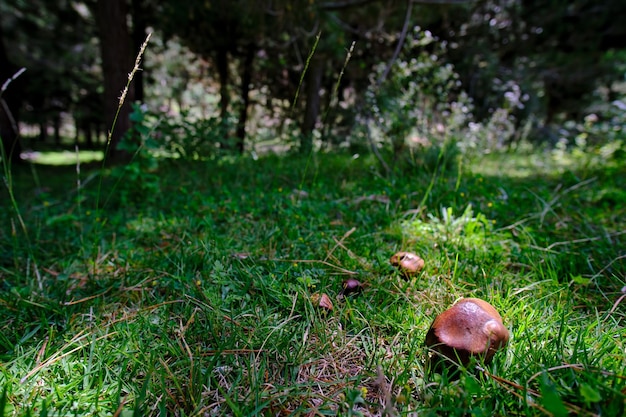 Hongo Suillus luteus