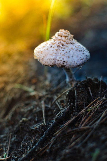 Hongo toadstool al atardecer en el bosque