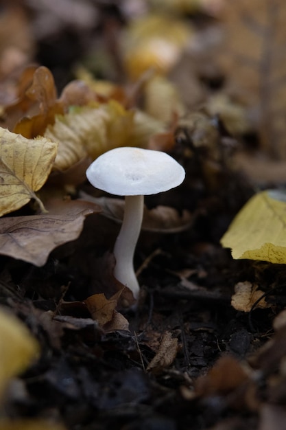 Hongo toadstool blanco entre hojas amarillas Otoño