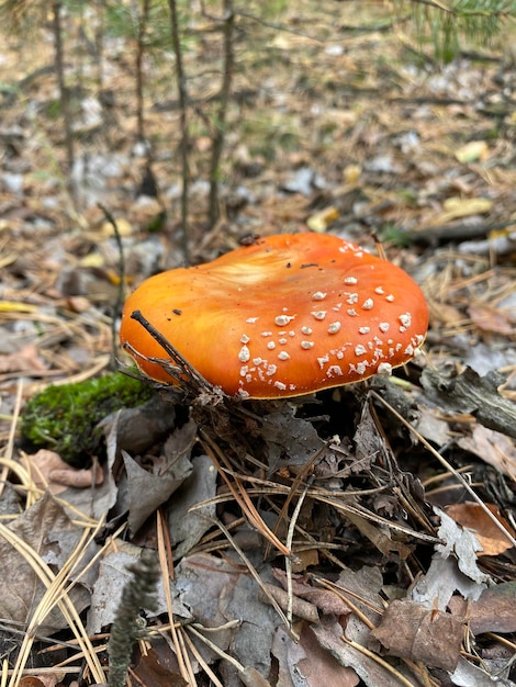 El hongo Toadstool crece crece en las raíces de un árbol en el bosque Peligro en la naturaleza