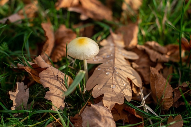 Hongo toadstool en hojas de arce otoñales