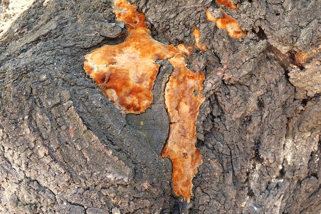 hongo en un tronco de árbol al aire libre Enfermedad fúngica Primer plano