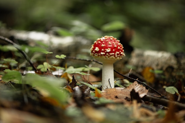 Hongo venenoso agárico de mosca en bosque otoñal