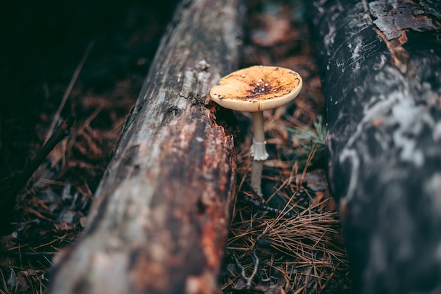 Hongo venenoso Amanita en el bosque de otoño