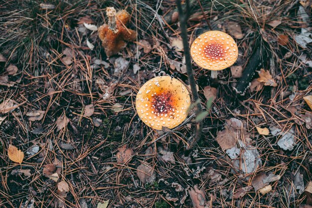 Hongo venenoso Amanita en el bosque de otoño